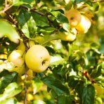Jabloň domáca (Malus domestica) ´GOLDEN DELICIOUS´ - zimná, výška 230-250 cm, obvod kmeňa 4/6 cm, kont. C10L 